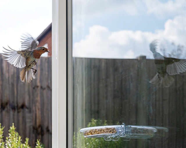 bird approaching glass window
